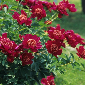 Paeonia lactiflora 'Nippon Beauty' (034653)