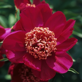 Paeonia lactiflora 'Nippon Beauty' (034654)