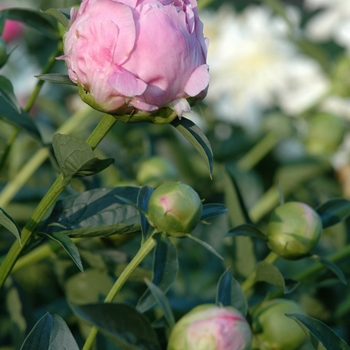 Paeonia lactiflora 'Pink Parfait' (034658)