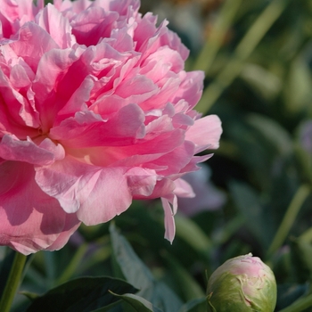 Paeonia lactiflora 'Pink Parfait' (034659)