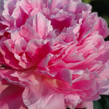 Paeonia lactiflora 'Pink Parfait' (034660)