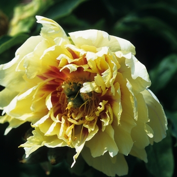 Paeonia 'Prairie Charm' (034662)