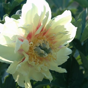 Paeonia 'Prairie Charm' (034663)