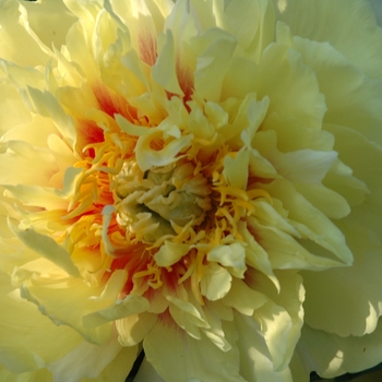 Paeonia 'Prairie Charm' (034664)