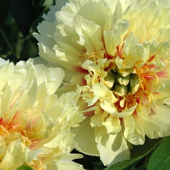 Paeonia 'Prairie Charm' (034665)