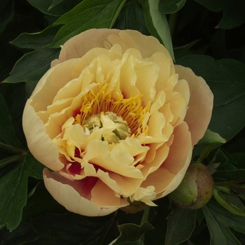 Paeonia 'Prairie Charm' (034666)