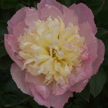 Paeonia 'Raspberry Sundae' (034670)