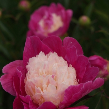 Paeonia lactiflora 'Santa Fe' (034677)