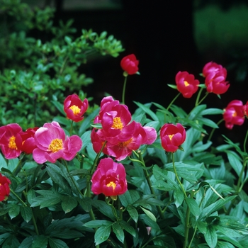 Paeonia 'Scarlet O'Hara' (034678)