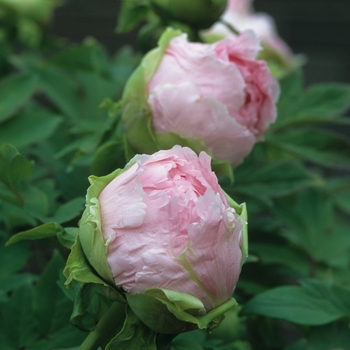 Paeonia suffruticosa '' (034692)