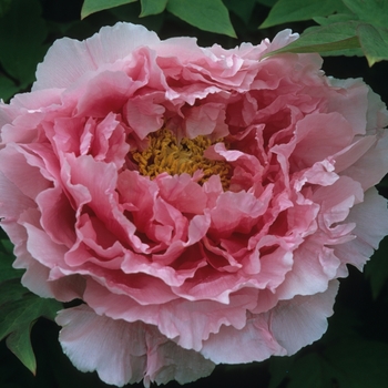 Paeonia suffruticosa '' (034693)