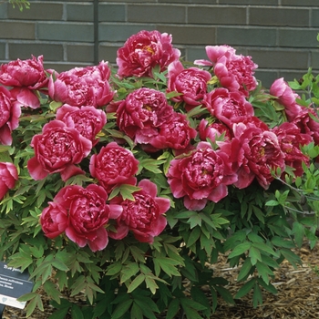 Paeonia suffruticosa '' (034694)