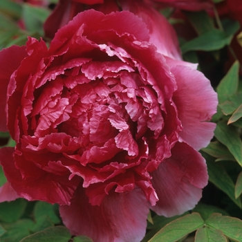 Paeonia suffruticosa '' (034695)