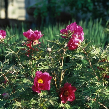 Paeonia suffruticosa 'Chinese Dragon' (034703)