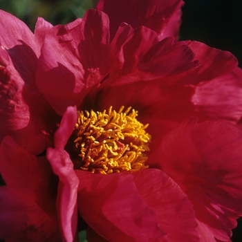 Paeonia suffruticosa 'Chinese Dragon' (034704)