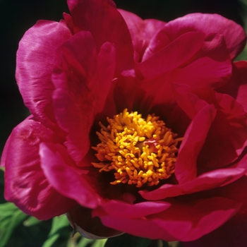 Paeonia suffruticosa 'Chinese Dragon' (034705)