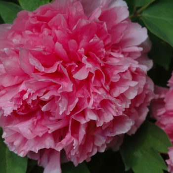 Paeonia suffruticosa 'Ying Luo Bao Zhu' (034709)