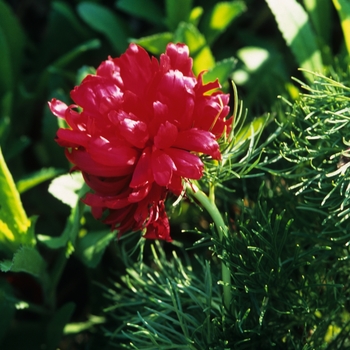 Paeonia tenuifolia 'Rubra Flora Plena' (034711)