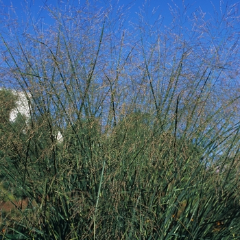 Panicum virgatum 'Cloud Nine' (034714)