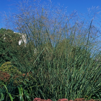 Panicum virgatum 'Cloud Nine' (034715)