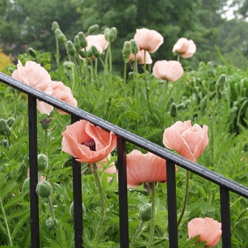 Papaver orientale 'Princess Victoria Louise' (034730)