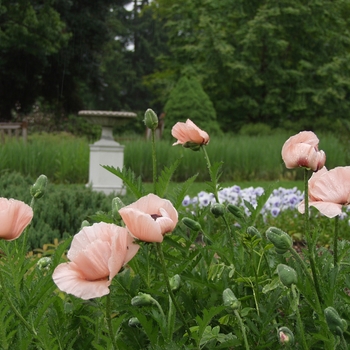 Papaver orientale 'Princess Victoria Louise' (034731)