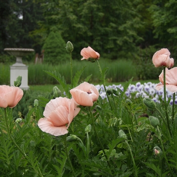 Papaver orientale 'Princess Victoria Louise' (034732)