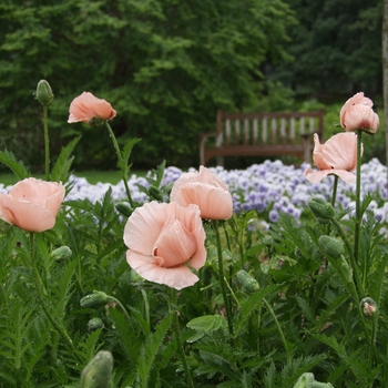 Papaver orientale 'Princess Victoria Louise' (034733)