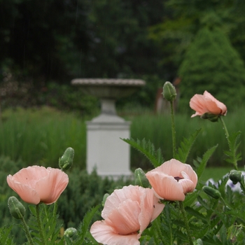 Papaver orientale 'Princess Victoria Louise' (034734)