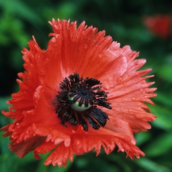 Papaver orientale 'Turkenlouis' (034736)