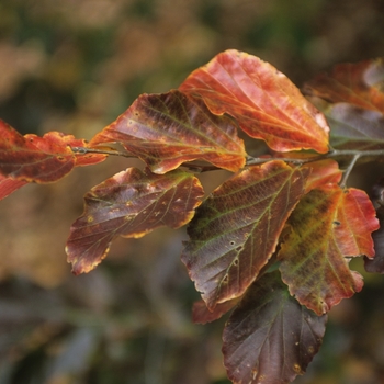 Parrotia persica '' (034742)