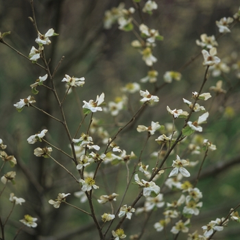 Parrotiopsis jacquemontiana '' (034745)