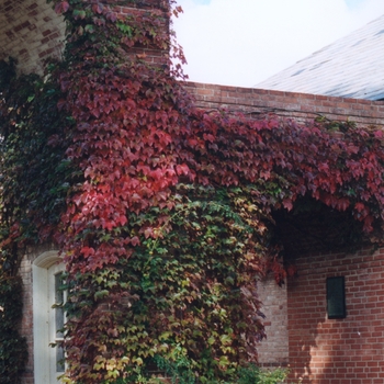 Parthenocissus tricuspidata '' (034747)