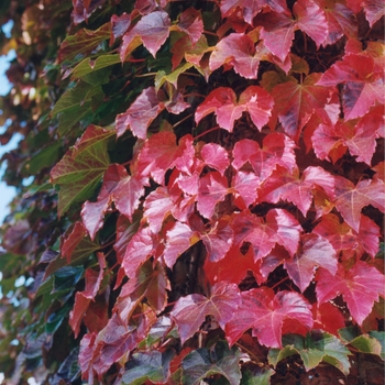 Parthenocissus tricuspidata '' (034748)