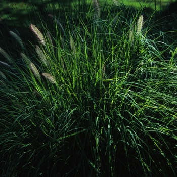 Pennisetum alopecuroides 'Weserbergland' (034779)