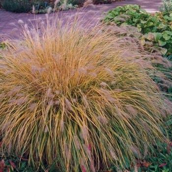 Pennisetum alopecuroides 'Weserbergland' (034780)