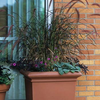 Pennisetum setaceum Graceful Grasses® 'Rubrum' (034782)