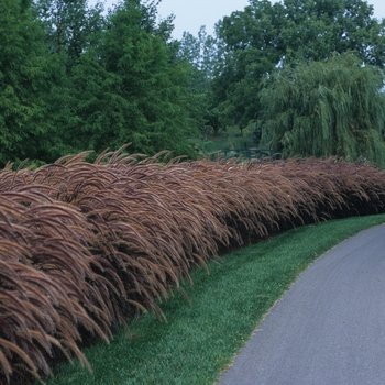 Pennisetum setaceum Graceful Grasses® 'Rubrum' (034783)