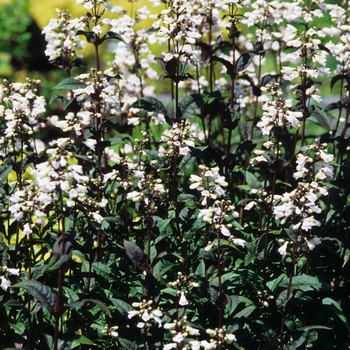 Penstemon digitalis 'Husker Red' (034785)