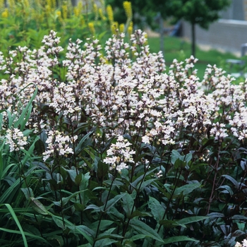 Penstemon digitalis 'Husker Red' (034786)