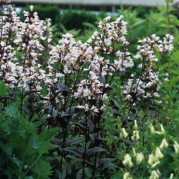 Penstemon digitalis 'Husker Red' (034787)