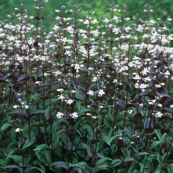 Penstemon digitalis 'Husker Red' (034789)