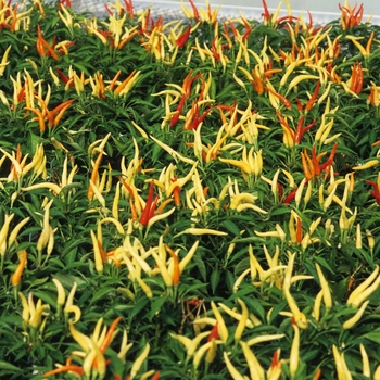 Capsicum annuum 'Medusa' (034800)