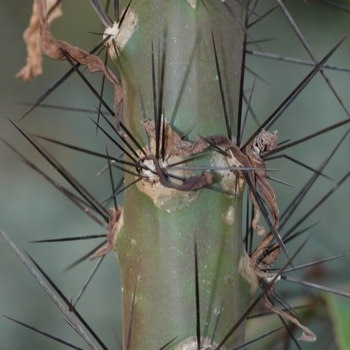 Pereskia corrugata '' (034850)