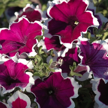 Petunia 'Fortunia® Burgundy Picotee' (034861)