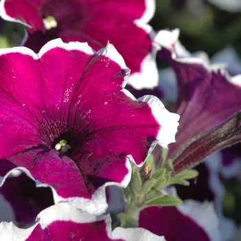 Petunia 'Fortunia® Burgundy Picotee' (034863)