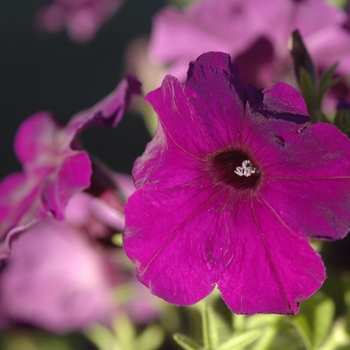 Petunia multiflora Plush® 'Blue' (034865)