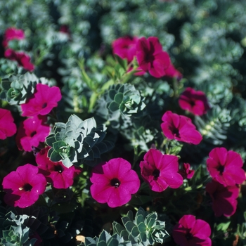 Petunia Wave® 'Purple' (034866)