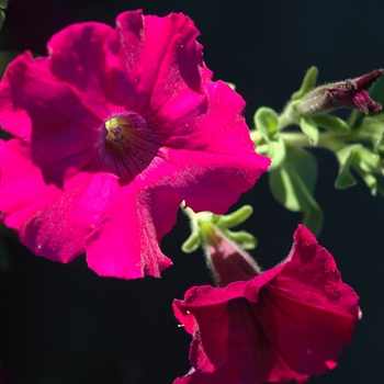 Petunia Surfinia® 'Magenta' (034867)