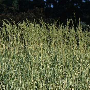 Phalaris arundinacea 'Feesey' (034872)